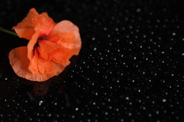 赤いケシ 野生の花 一つの花 黒の背景 — ストック写真