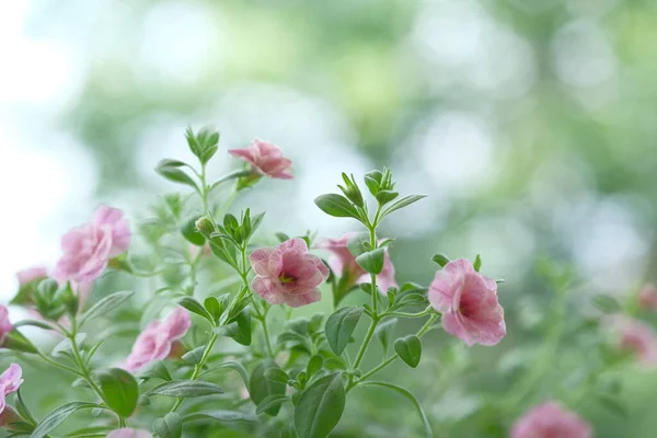 Pequeñas Flores Rosas Crecen Arbusto Flores Jardín — Foto de Stock