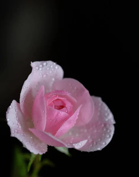 Rose Trädgårdsblomma Blomma Svart Bakgrund — Stockfoto
