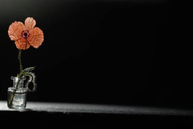 Bir kırmızı haşhaş. Siyah bir taş yüzeyde gölgeler.