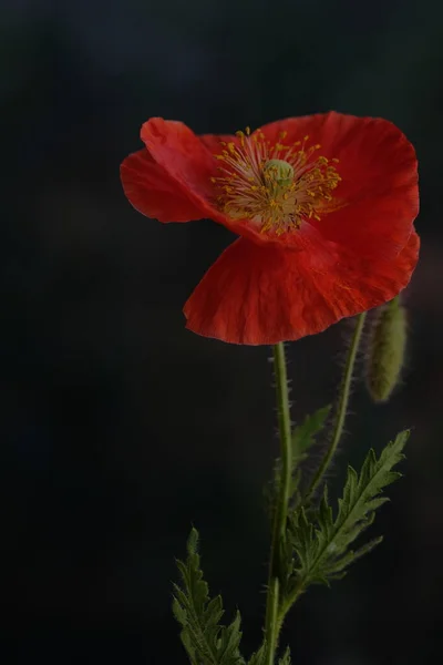 Papoula Vermelha Flor Selvagem Uma Flor Fundo Preto — Fotografia de Stock