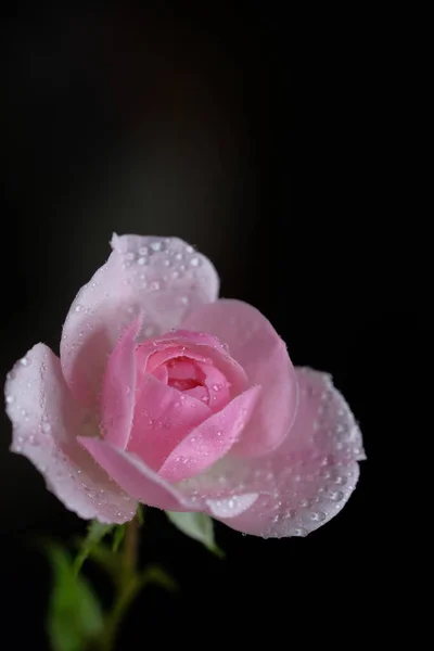 Rose Est Une Fleur Jardin Fleur Sur Fond Noir — Photo