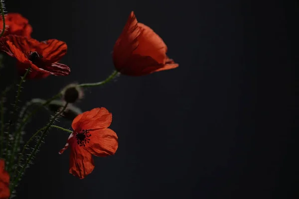 Röd Vallmo Vild Blomma Blomma Svart Bakgrund — Stockfoto