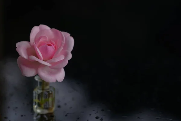 Rose Een Tuinbloem Bloem Een Zwarte Achtergrond — Stockfoto