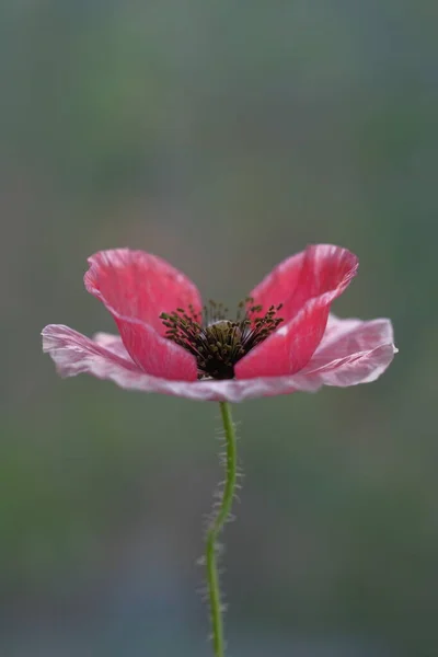 Розовый Мак Дикий Цветок Летний День Парке — стоковое фото