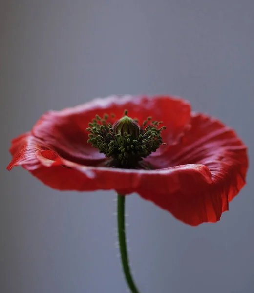 Una Amapola Roja Flor Salvaje Fondo Blanco — Foto de Stock