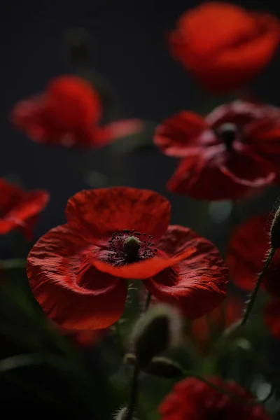 Κόκκινη Παπαρούνα Άγρια Λουλούδια Ένα Λουλούδι Μαύρο Φόντο — Φωτογραφία Αρχείου