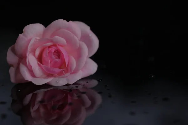 Rose Una Flor Jardín Flor Sobre Fondo Negro — Foto de Stock