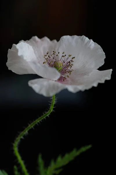 Weißer Mohn Wildblume Eine Blume Schwarzer Hintergrund — Stockfoto