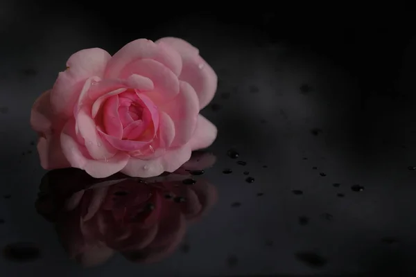 Rose Egy Kerti Virág Virág Fekete Alapon — Stock Fotó