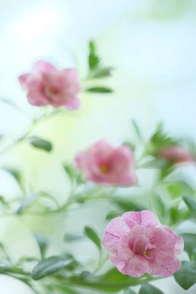 Маленькие Розовые Цветы Растут Кустах Сад Цветов — стоковое фото