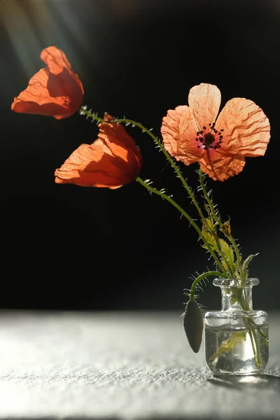 Boeket Papavers Schaduw Een Zwart Stenen Oppervlak — Stockfoto