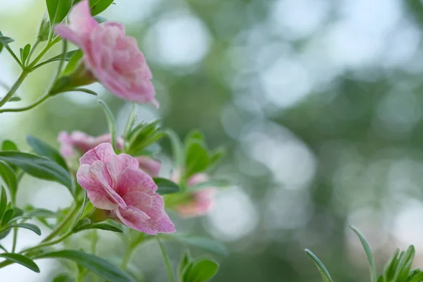 Pequeñas Flores Rosas Crecen Arbusto Flores Jardín — Foto de Stock