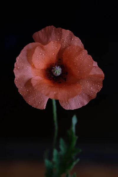 Roter Mohn Wildblume Eine Blume Schwarzer Hintergrund — Stockfoto