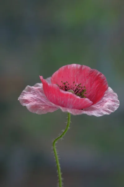 Papoula Rosa Flor Selvagem Dia Verão Parque — Fotografia de Stock