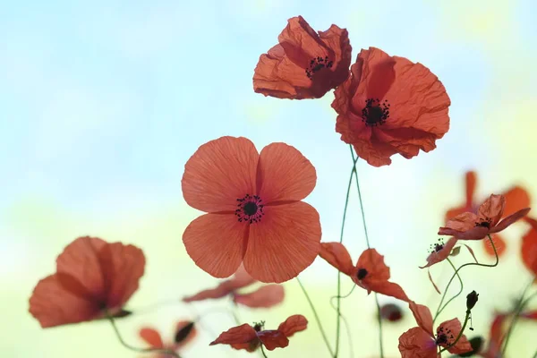 Παπαρούνες Είναι Αγριολούλουδα Αυγή Είναι Ήλιος Στον Ορίζοντα Άγρια Λουλούδια — Φωτογραφία Αρχείου
