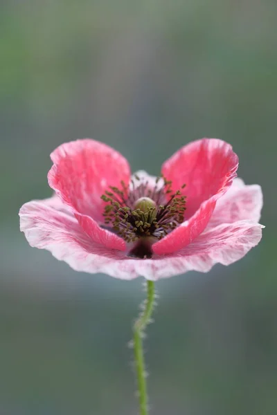 Розовый Мак Дикий Цветок Летний День Парке — стоковое фото