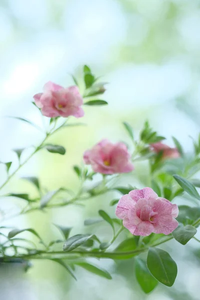 Kis Rózsaszín Virágok Nőnek Bokron Kerti Virágok — Stock Fotó