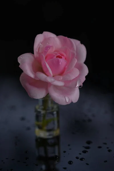 Ρόουζ Είναι Λουλούδι Του Κήπου Λουλούδι Μαύρο Φόντο — Φωτογραφία Αρχείου