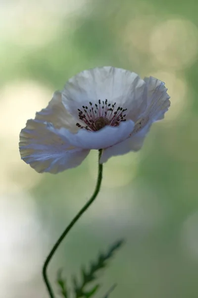 Papoula Branca Uma Flor Selvagem Dia Verão Jardim — Fotografia de Stock