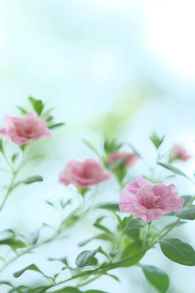 Små Rosa Blommor Växer Busken Trädgårdsblommor — Stockfoto