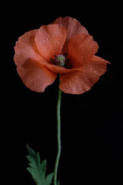 Красный Мак Дикий Цветок Один Цветок Чёрный Фон — стоковое фото