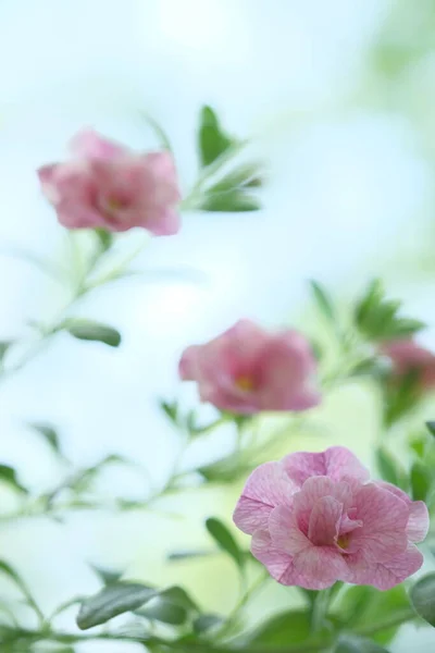 Small Pink Flowers Grow Bush Garden Flowers — Stock Photo, Image