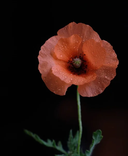 Красный Мак Дикий Цветок Один Цветок Чёрный Фон — стоковое фото