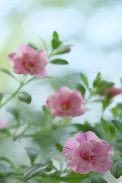 Pequeñas Flores Rosas Crecen Arbusto Flores Jardín — Foto de Stock