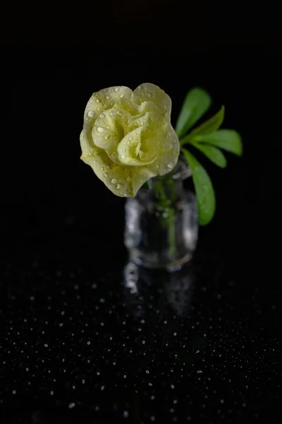 Żółty Kwiat Stoi Szklanej Butelce Czarne Tło Skład — Zdjęcie stockowe