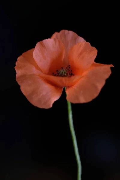 Coquelicot Rouge Une Fleur Sauvage Une Fleur Fond Noir — Photo