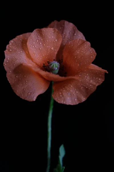 Red Poppy Wild Flower One Flower Black Background — Stock Photo, Image