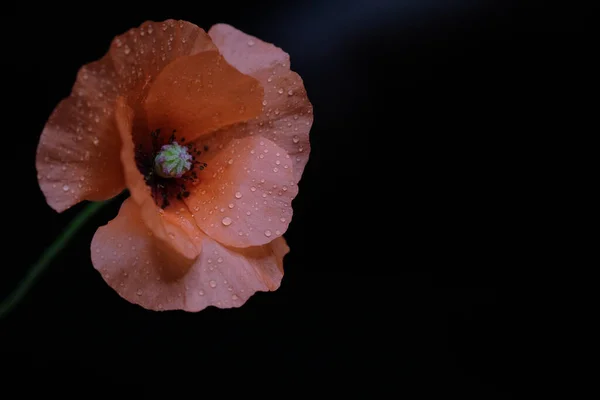 Rode Papaver Wilde Bloem Eén Bloem Zwarte Achtergrond — Stockfoto