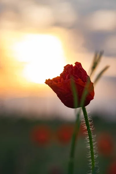 Papoilas São Flores Silvestres Dawn Sol Sobre Horizonte — Fotografia de Stock