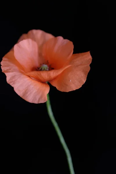 Amapola Roja Flor Salvaje Una Flor Fondo Negro —  Fotos de Stock