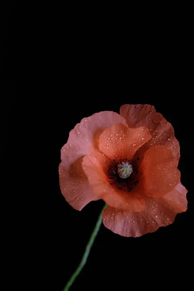 Red Poppy Wild Flower One Flower Black Background — Stock Photo, Image