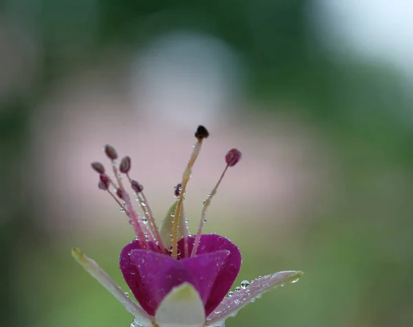 Purple Flower Form Crown Summer Garden — Stockfoto