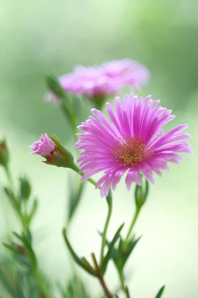 Pale Purple Daisies Summer Garden Warm Day Green Foliage — 图库照片