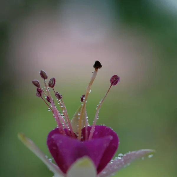 Purple Flower Form Crown Summer Garden — ストック写真