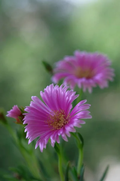 Pale Purple Daisies Summer Garden Warm Day Green Foliage — 图库照片