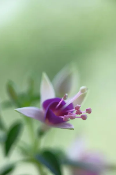 Purple Flower Form Crown Summer Garden — Stok fotoğraf