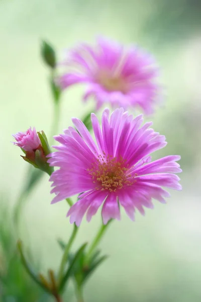 Pale Purple Daisies Summer Garden Warm Day Green Foliage — Zdjęcie stockowe