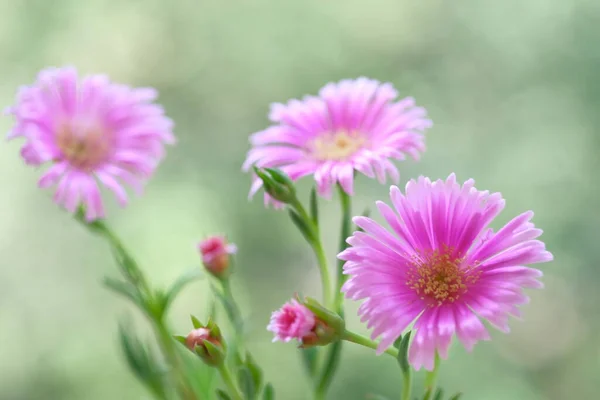 Pale Purple Daisies Summer Garden Warm Day Green Foliage — Stok Foto