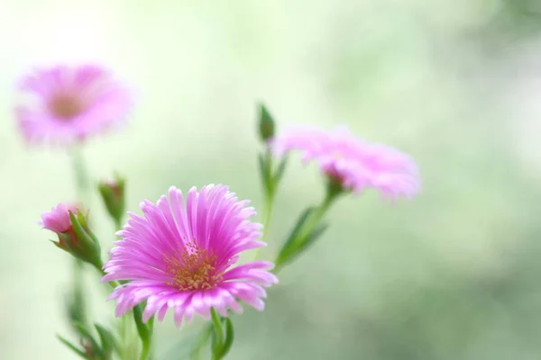 Pale Purple Daisies Summer Garden Warm Day Green Foliage — Stock fotografie