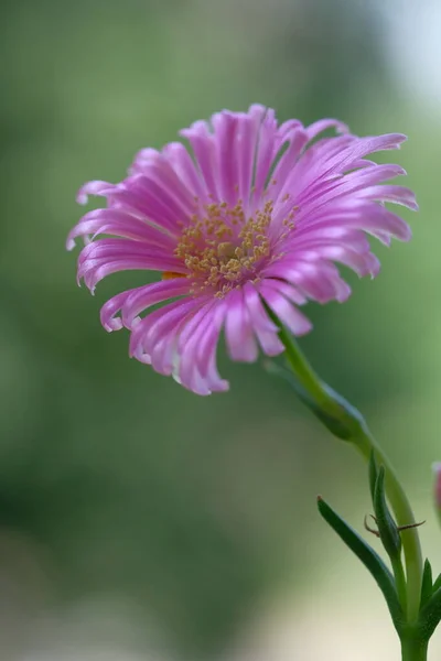 Pale Purple Daisies Summer Garden Warm Day Green Foliage — Photo