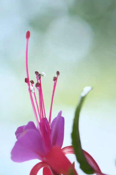 Purple Flower Form Crown Summer Garden — стоковое фото