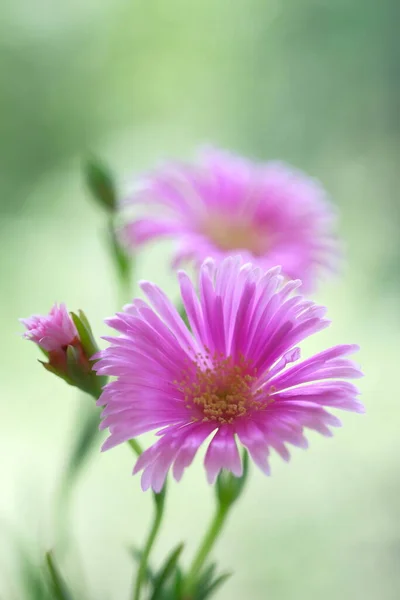 Pale Purple Daisies Summer Garden Warm Day Green Foliage — Stockfoto