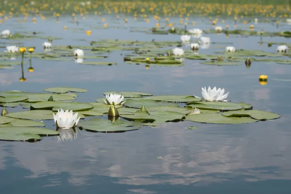 White lilies and yellow water flowers on the river surface. Lotus flowers. Summer day on the river.