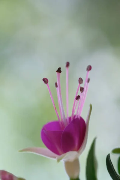 Purple Flower Form Crown Summer Garden — Stock Photo, Image