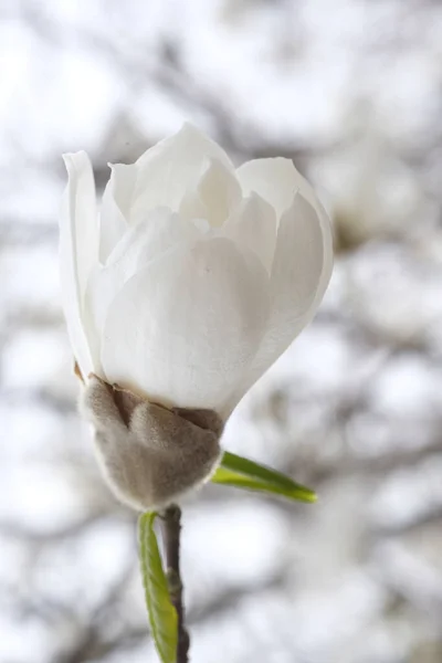 Witte Magnolia Bloemknop Een Tak Voorjaarspark Takken Zonder Bladeren — Stockfoto